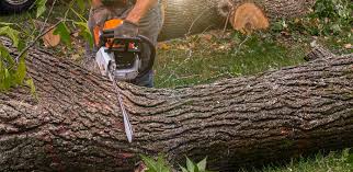 Best Tree Removal  in Shell Rock, IA